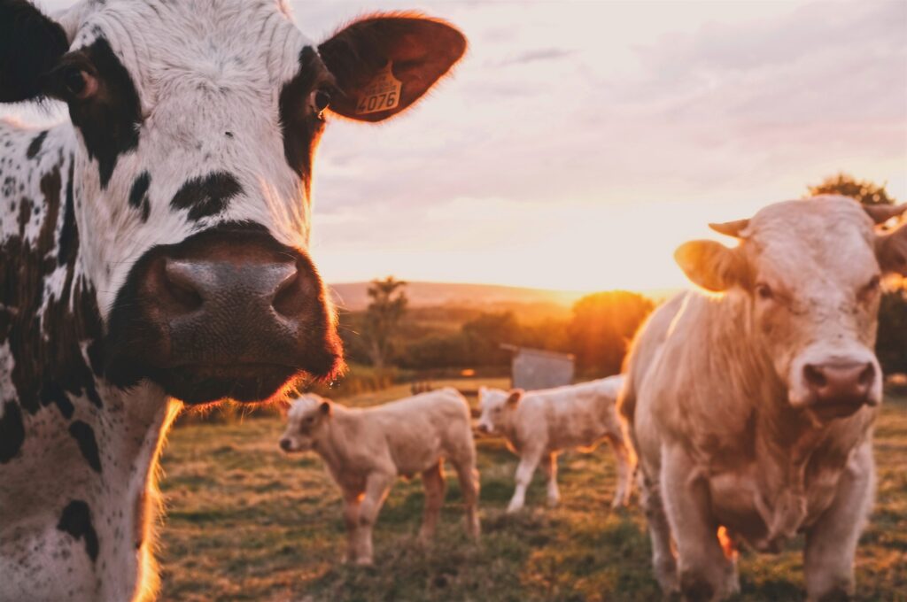 agriculture image