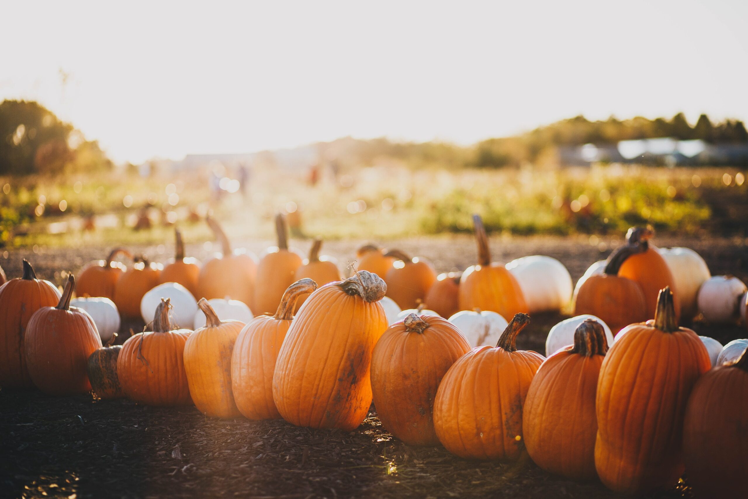 Fall Festival pumpkin patch